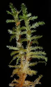 Attēlu rezultāti vaicājumam “Neckera pennata”