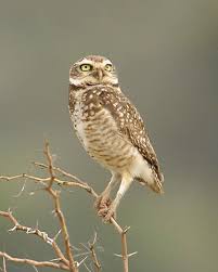 Attēlu rezultāti vaicājumam “Strigiformes”