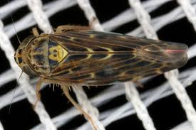 Attēlu rezultāti vaicājumam “Lamprotettix nitidulus”