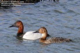 Image result for Aythya valisineria