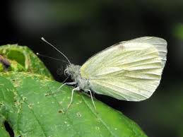 Attēlu rezultāti vaicājumam “Pieris rapae underside”