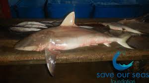 Image result for Carcharhinus amblyrhynchos