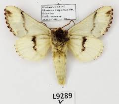 Attēlu rezultāti vaicājumam “Phalera bucephala”