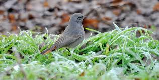 Attēlu rezultāti vaicājumam “Phoenicurus ochruros”