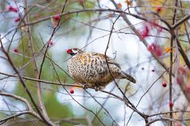 Attēlu rezultāti vaicājumam “Tetrastes bonasia eggs”