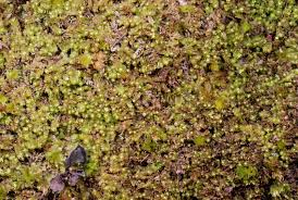 Attēlu rezultāti vaicājumam “Lophozia”