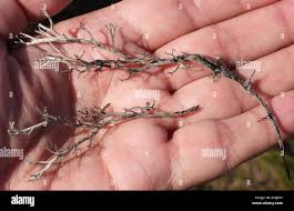 Attēlu rezultāti vaicājumam “Cladonia stygia”