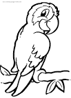Parrot coloring page