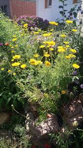 Image result for Färberkamille