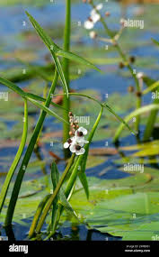 Attēlu rezultāti vaicājumam “Sagittaria sagittifolia”