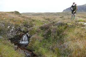 Attēlu rezultāti vaicājumam “Bayeriola thymicola”