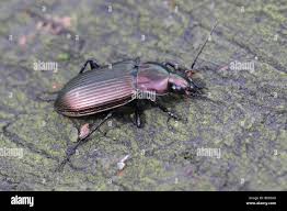 Attēlu rezultāti vaicājumam “Poecilus versicolor”