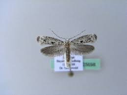 Attēlu rezultāti vaicājumam “Yponomeuta plumbella”