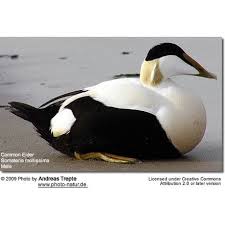 Attēlu rezultāti vaicājumam “Somateria mollissima juvenile”