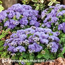 Image result for Leberbalsam