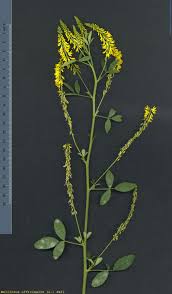 Attēlu rezultāti vaicājumam “Melilotus”