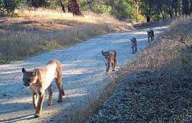 Image result for Craigmount Cougars