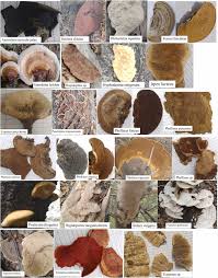 Attēlu rezultāti vaicājumam “Phellinus nigricans”