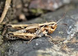 Attēlu rezultāti vaicājumam “Myrmeleotettix maculatus”