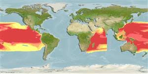Image result for Eumegistus illustris