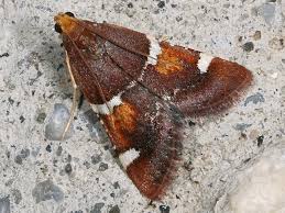 Attēlu rezultāti vaicājumam “Pyralis regalis”