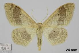 Attēlu rezultāti vaicājumam “Idaea aversata”