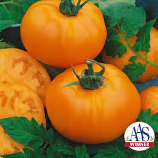 Afbeeldingsresultaat voor belarus orange tomato