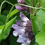 Attēlu rezultāti vaicājumam “Vicia sepium fruit”