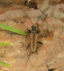 Attēlu rezultāti vaicājumam “Cortodera femorata”