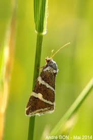 Attēlu rezultāti vaicājumam “Deltote bankiana”