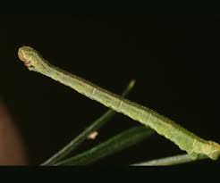 Attēlu rezultāti vaicājumam “Eupithecia centaureata”