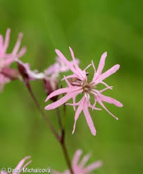 Attēlu rezultāti vaicājumam “Lychnis flos-cuculi fruit”