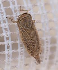 Attēlu rezultāti vaicājumam “Paramesus obtusifrons”