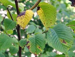 Attēlu rezultāti vaicājumam “Mycosphaerella ulmi”