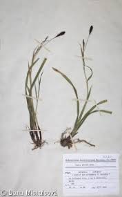 Attēlu rezultāti vaicājumam “Carex pilosa leaf”