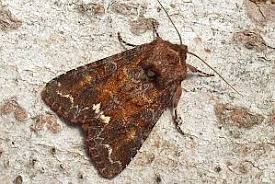 Attēlu rezultāti vaicājumam “Ceramica pisi”