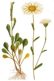 Attēlu rezultāti vaicājumam “Leucanthemum vulgare”