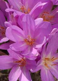 Attēlu rezultāti vaicājumam “Colchicum autumnale”