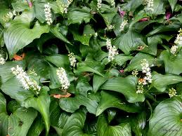 Attēlu rezultāti vaicājumam “Maianthemum bifolium leaf”