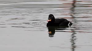 Attēlu rezultāti vaicājumam “Melanitta fusca male”
