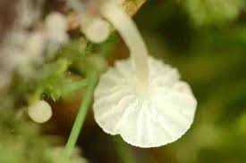 Attēlu rezultāti vaicājumam “Delicatula integrella”