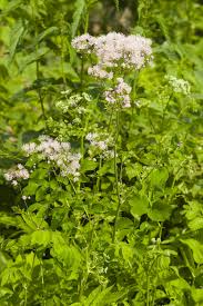 Attēlu rezultāti vaicājumam “Thalictrum aquilegifolium leaf”