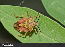Attēlu rezultāti vaicājumam “Carpocoris sp. nymph”