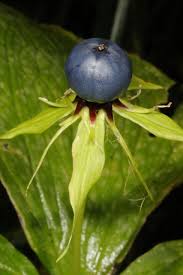 Attēlu rezultāti vaicājumam “Paris quadrifolia fruit”