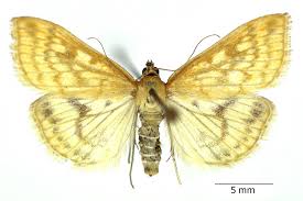 Attēlu rezultāti vaicājumam “Sitochroa verticalis”