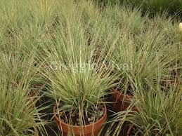 Attēlu rezultāti vaicājumam “Molinia caerulea fruit”