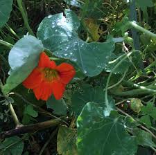 Image result for Tropaeolum majus