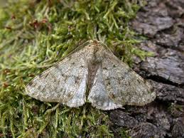 Attēlu rezultāti vaicājumam “Phigalia pilosaria”