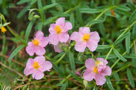 Attēlu rezultāti vaicājumam “Helianthemum x hybridum”