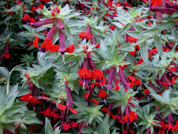 Attēlu rezultāti vaicājumam “Lythraceae”